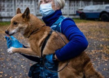 En Russie, des «chiens-chacals» apprennent à détecter la COVID