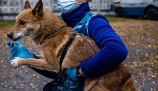 En Russie, des «chiens-chacals» apprennent à détecter la COVID